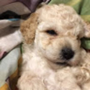 Meet your Posher, Brittney